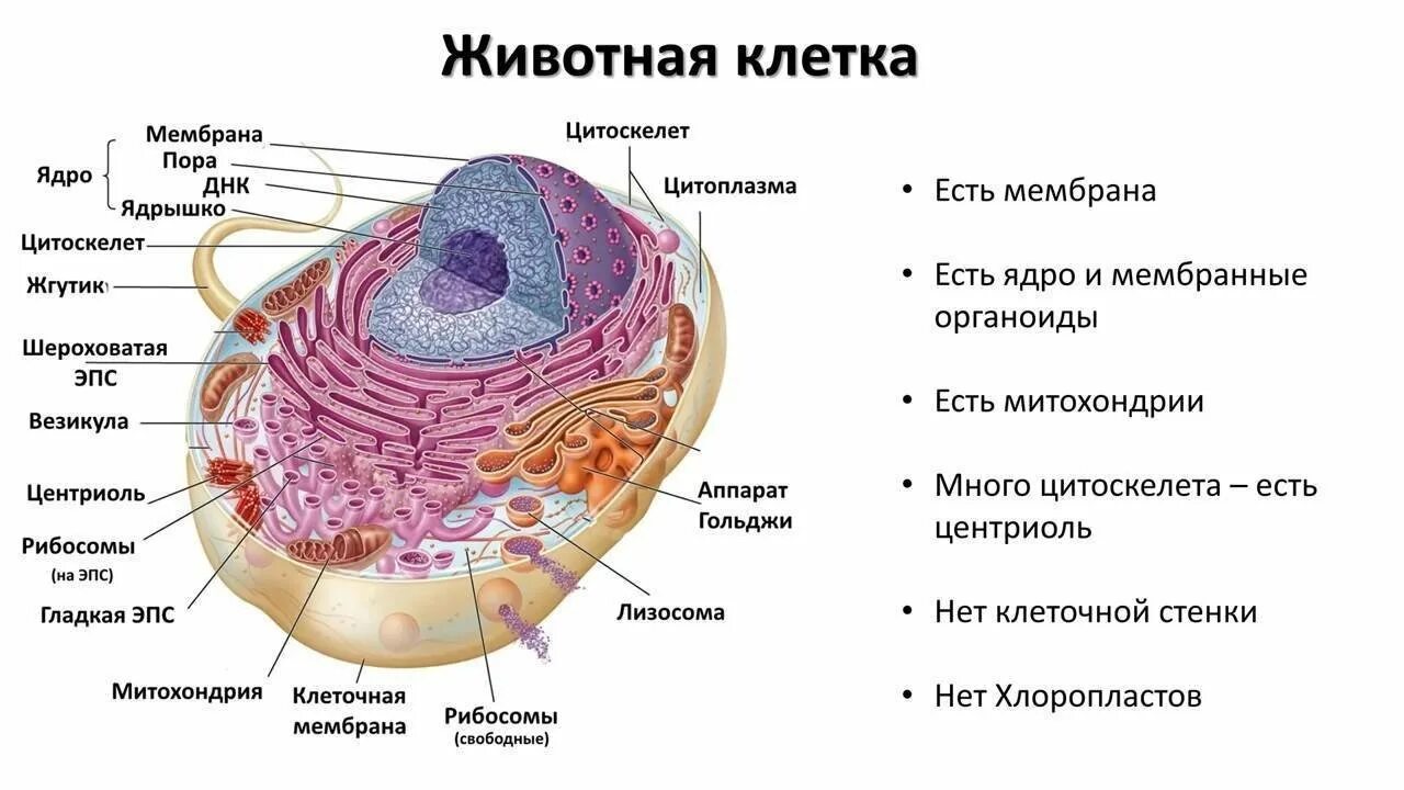 Строение клетки животного ЕГЭ биология. Клеточная теория строение клетки клеточные органоиды. Строение животной клетки 9 класс биология. Органоиды растительной клетки 9 класс биология.