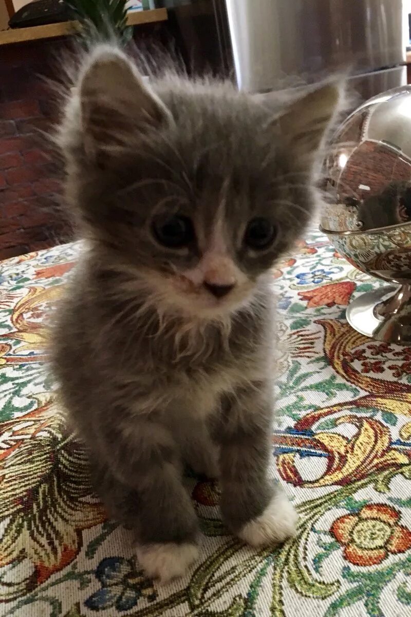 Чёрные котята в добрые руки. Котенок 2 недели девочка. Отдам котят. Отдам котенка девочку. Котята в хорошие руки.