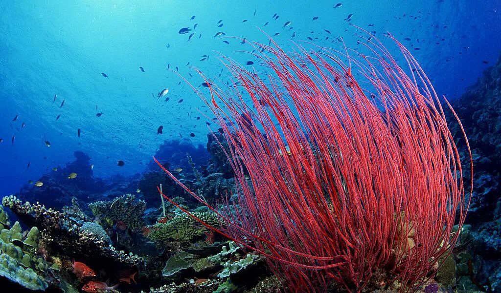 Растительный тихого океана. Коррал. Sea Whips фото. Sea Whip.