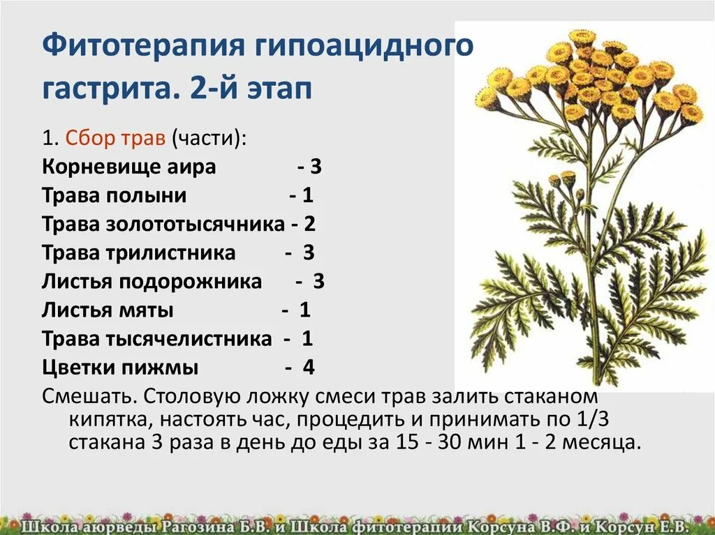 Тысячелистник пижма Полынь. Пижма Полынь гвоздика. Полынь тысячелистник. Пижма обыкновенная.