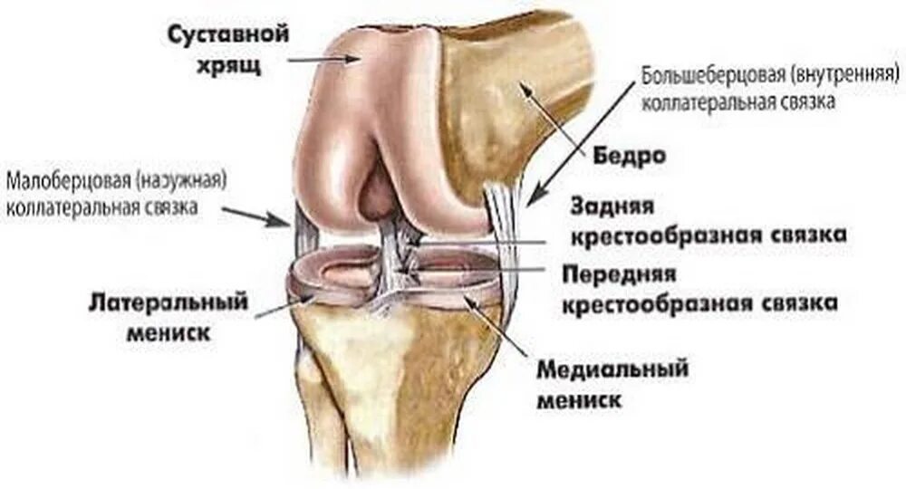 Поперечная связка коленного сустава анатомия. Степени разрыва передней крестообразной связки. Повреждение мениска медиального мениска. Мениски коленного сустава анатомия. Признаки дегенеративных изменений менисков