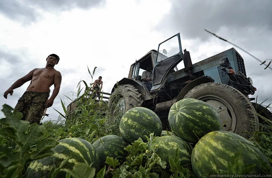 Плантация арбузов. Урожайность арбуза. Арбузы урожай. Композиция сбор урожая арбуза. Сбор урожая арбуза.