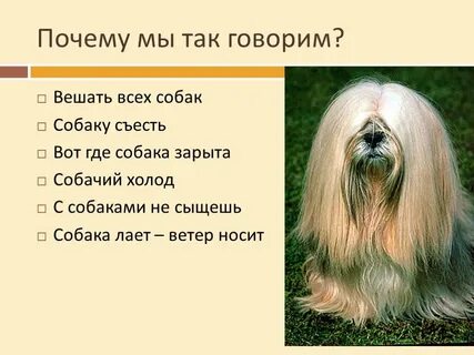 Причина собак 5