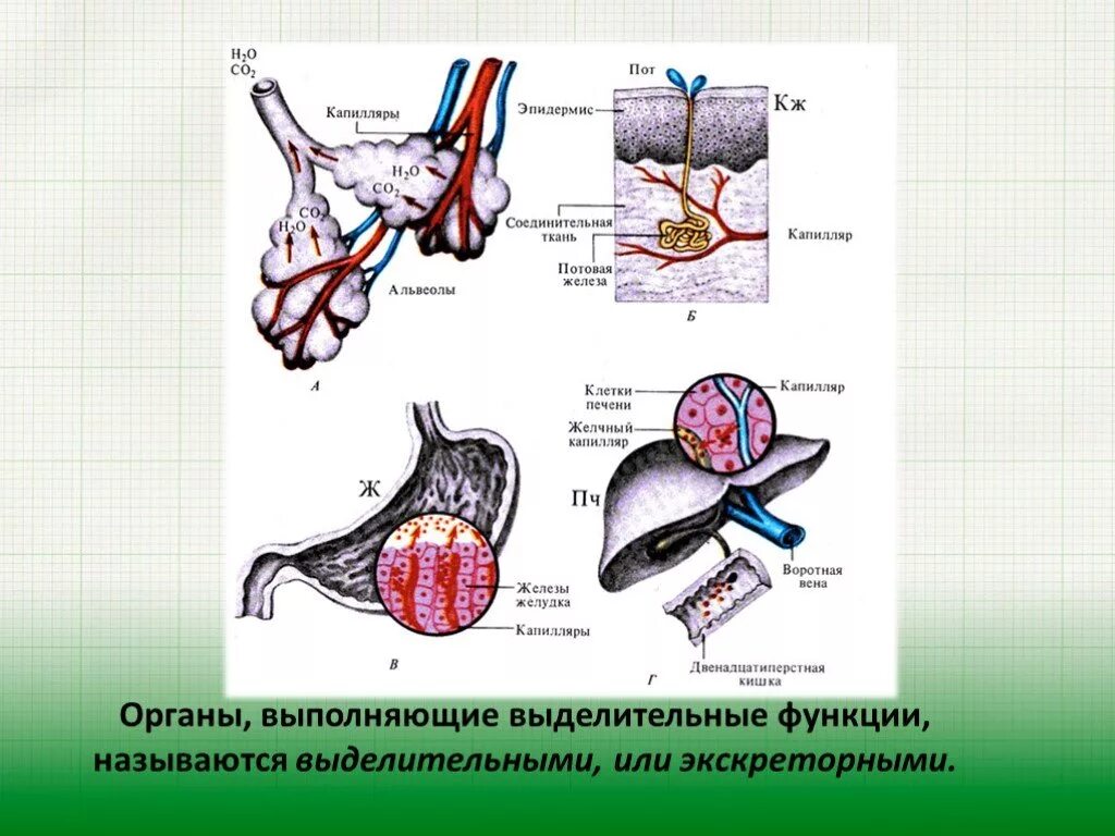 Органы выполняющие экскреторную функцию. Выделительная (экскреторная) функция. Выделительная функция легких физиология. Секреторные и экскреторные выделения это.