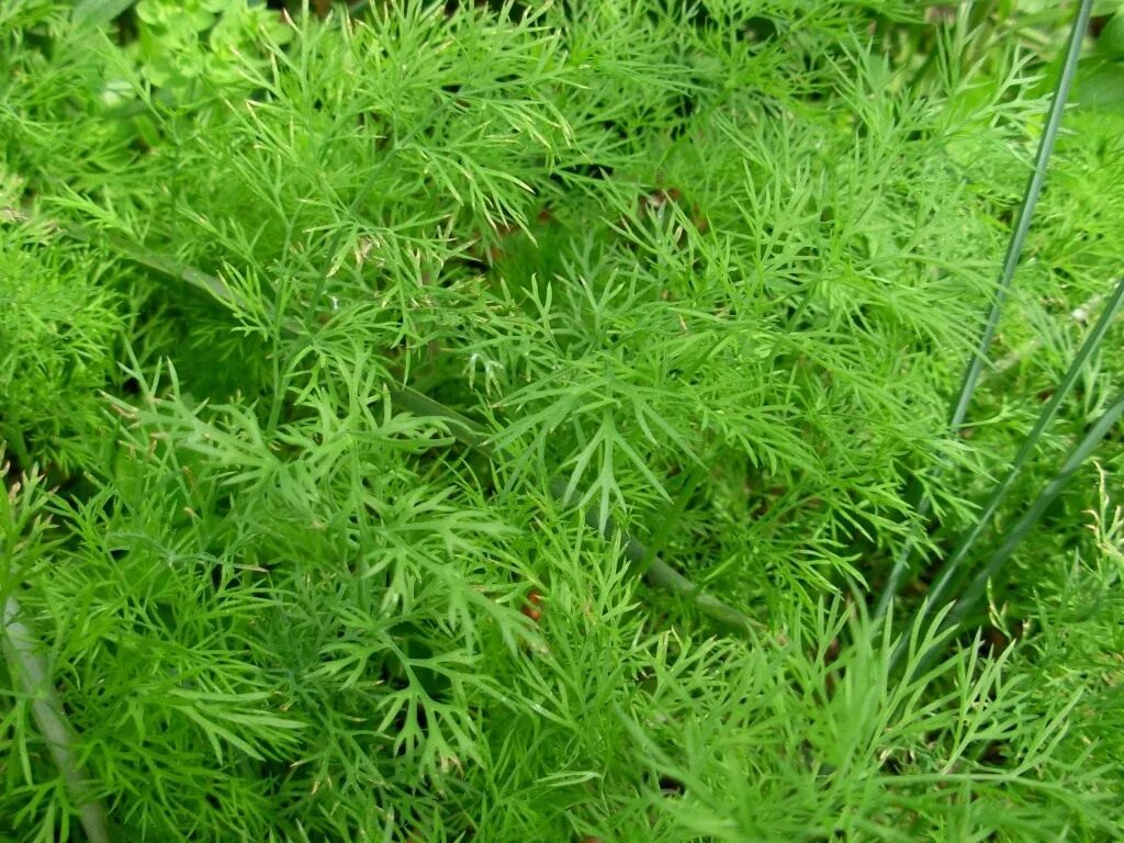 Покажи укроп. Фенхель огородный. Anethum graveolens. Укроп пахучий. Укроп Севен.