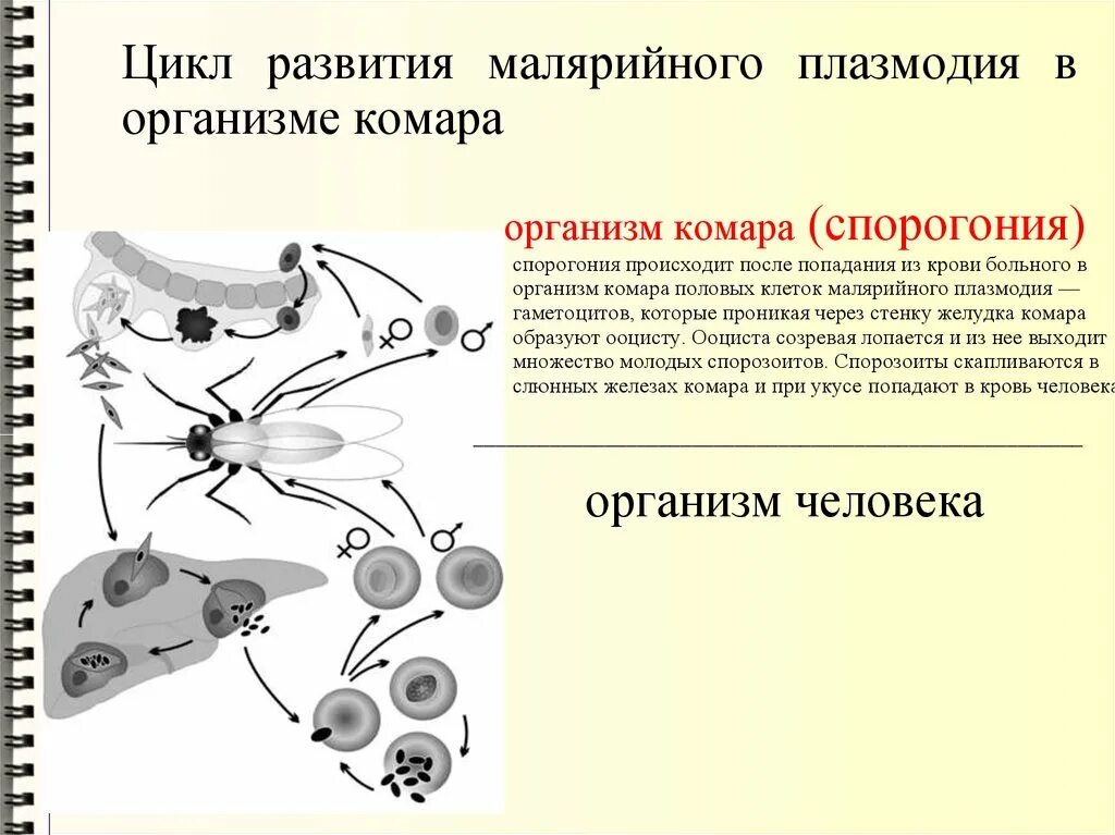 Несколько ведущих генераций плазмодиев в патогенезе малярии. Цикл развития плазмодия в организме комара. Цикл развития малярийного комара. Жизненный цикл малярийного комара схема. Цикл развития малярийного плазмодия.