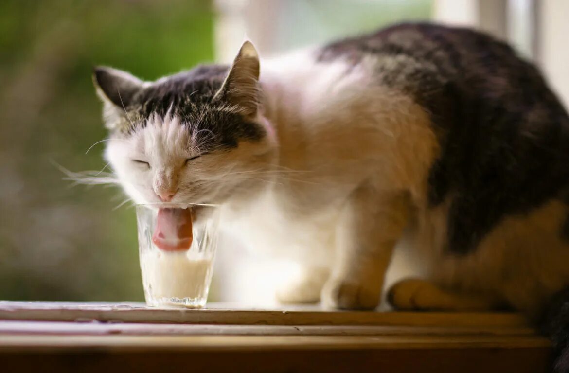 Можно котам кефир. Кот и молоко. Котенок лакает молоко. Кошка пьет молоко. Кошка пьет молочко.