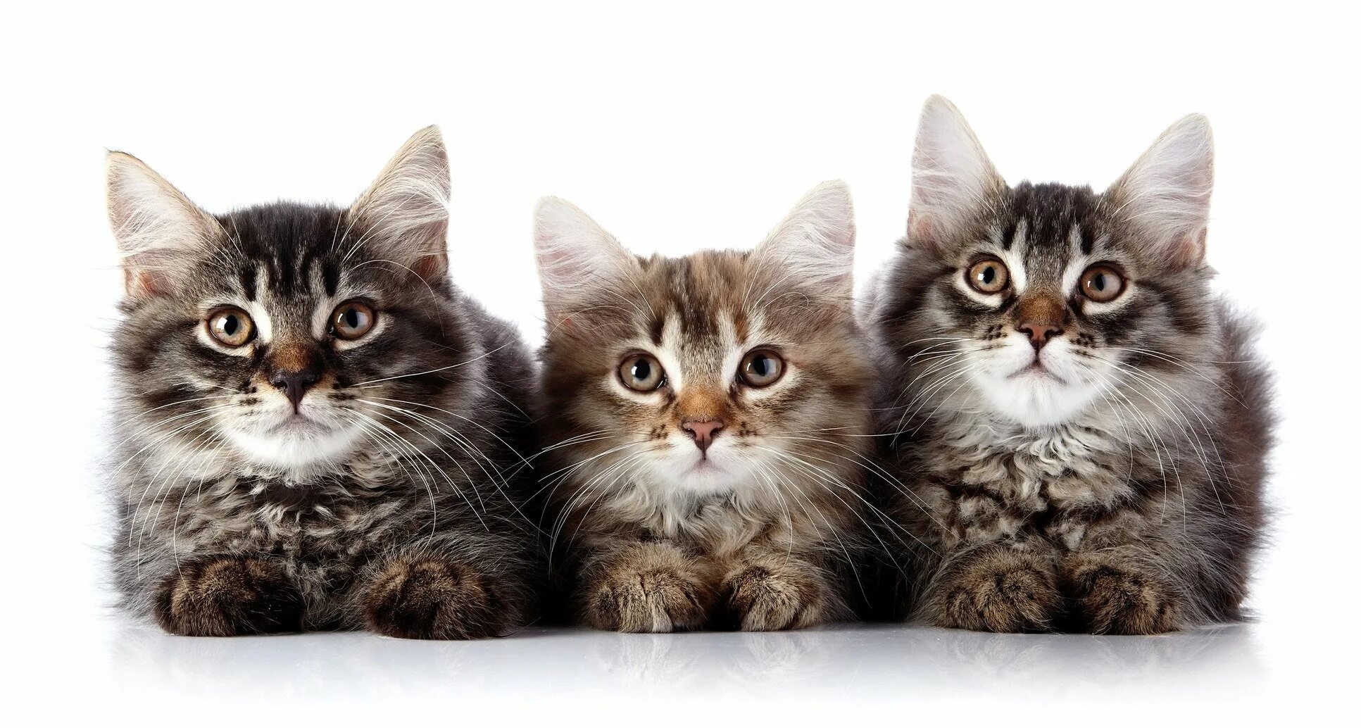Котики в ряд ответ
