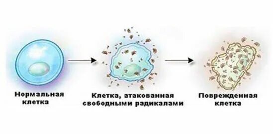 Свободные радикалы. Оксидативный стресс и свободные радикалы. Причины возникновения свободных радикалов. Повреждение клетки. Кожей радикал