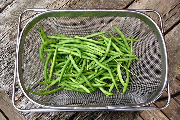 Польза стручковой фасоли для организма