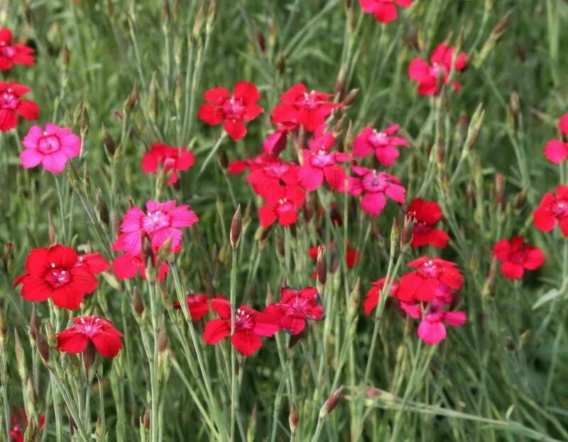 Гвоздика травянка уход. Гвоздика травянка. Гвоздика травянка (Dianthus deltoides). Гвоздика травянка "Leuchtfunk" (Dianthus deltoides). Гвоздика травянка Спленденс.