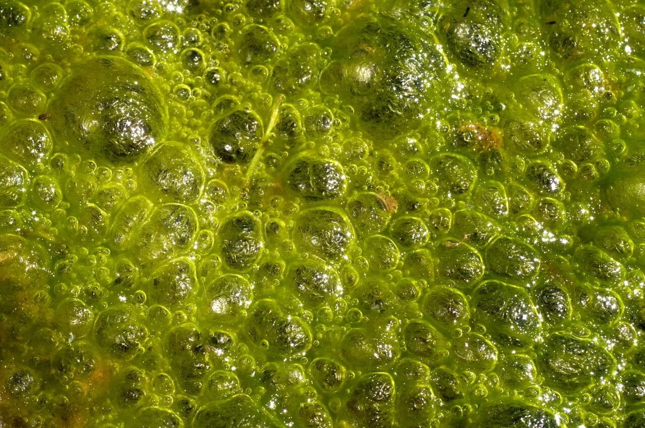 Водоросль число. Xanthophyta водоросли. трибонема микрохлорон. отдел жёлто-зелёные водоросли (xanthophyta). tribonema водоросль.
