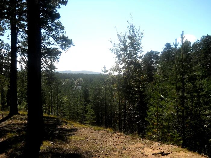 Ангарский лес. Ангарск лес. Таежный Ангарск. Таежный смолистый край.