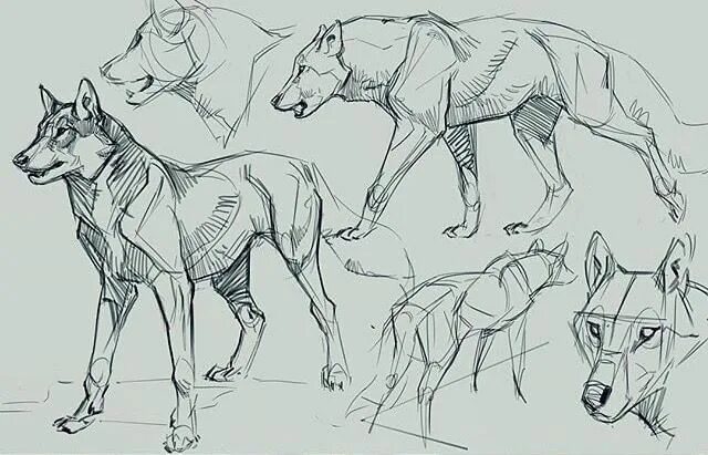 Волк туториал анатомия. Анатомия волка референс. Референсы собак. Доберман референс анатомия. Анатомия собаки для рисования.