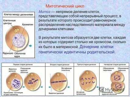Роль митоза в образовании раковых клеток
