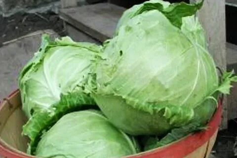Какой сорт капусты лучше для засолки