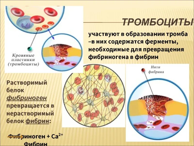 Где содержится фибриноген