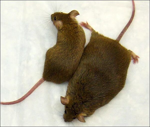Жир мыши. Толстая крыса. Толстая мышка. Ожирение у мышей.
