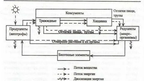 Какую роль выполняют редуценты