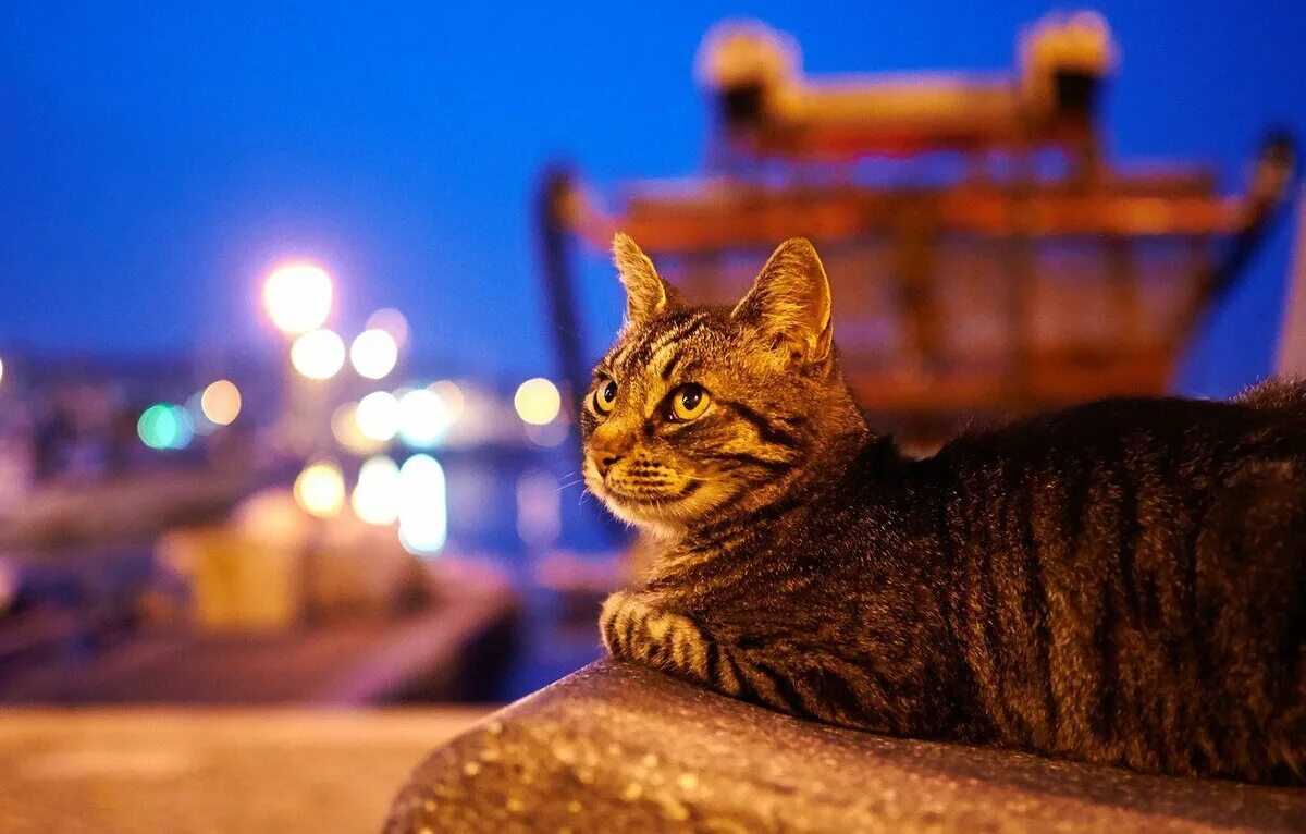 Кошки. Кот ночью. Вечерний котик. Вечерние коты. Песня кошка ночь