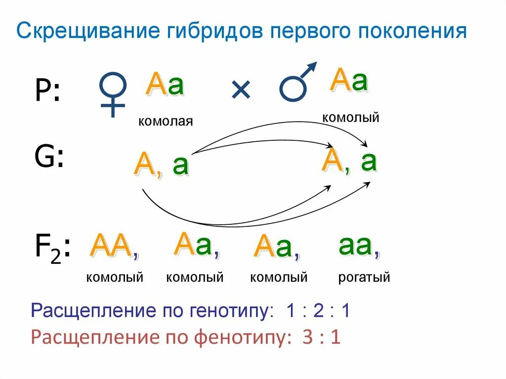 Гибридов первого поколения скрестили между собой. Скрещивание гибридов первого поколения. Схема скрещивания гибридов первого поколения. АА АА скрещивание. Генотип гибридов первого поколения.