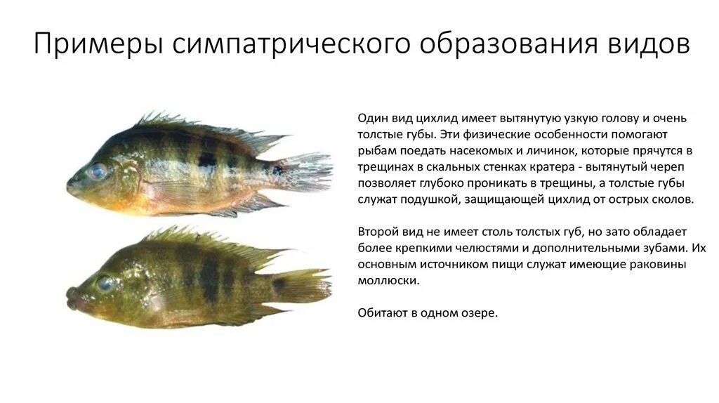 Выберите три примера экологического видообразования Способы видообразования презентация онлайн