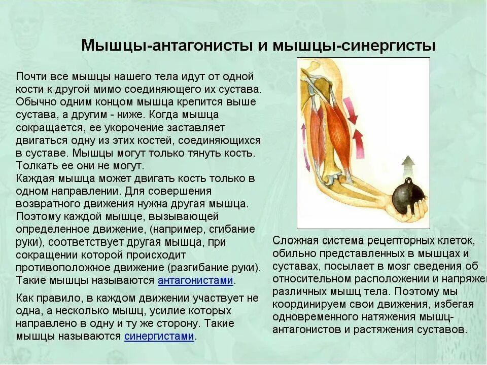 Мышцы агонисты антагонисты синергисты. Мышцы синергисты. Мышцы антагонисты и синергисты таблица. Мышцы антагонисты и синергисты. Мышцы антагонисты и синергисты таблица.