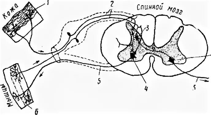 Рефлекторная дуга мигательного рефлекса. Рефлекторная дуга мигательного рефлекса рисунок. Рефлекторная дуга 6 компонентов. Элементы рефлекторной дуги мигательного рефлекса.