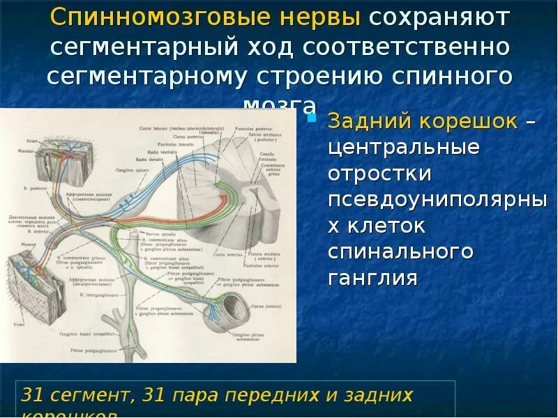 К структурам периферического нерва относят. Сегментарный и проводниковый аппарат спинного мозга. Спинномозговые ганглии и нервы. Спинномозговой ганглий. Что такое сегментарный и проводниковый аппараты?.