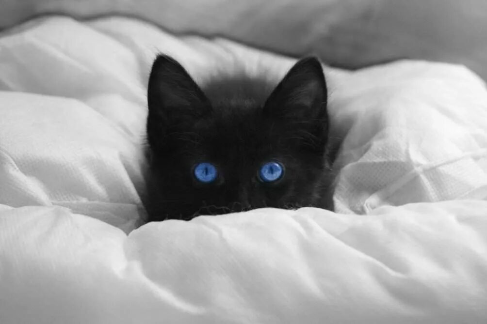 Охос азулес кошка черная. Охос азулес черный с голубыми глазами. Охос азулес кошка с голубыми глазами черная. Порода Охос азулес. Черная глазая