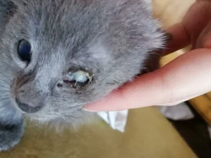 Можно ли котятам открывать глаза