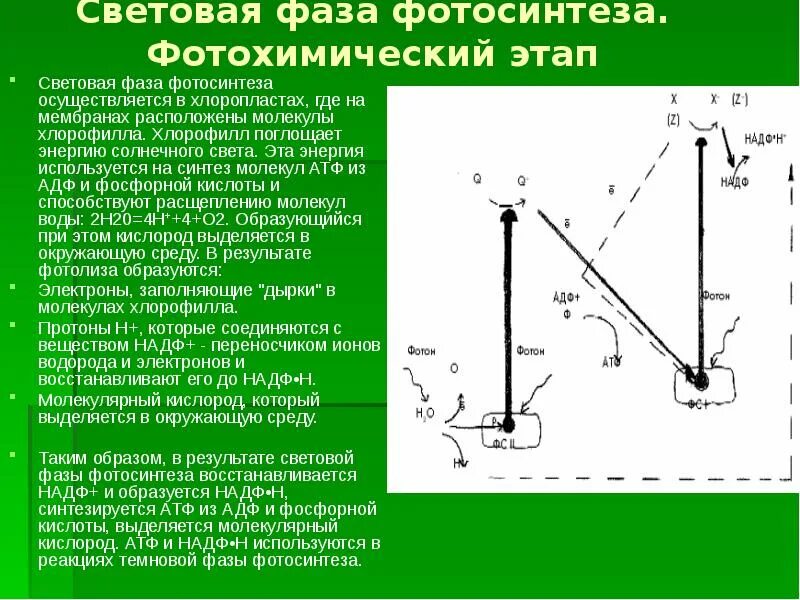 Молекулярный кислород образуется в результате. Световая фаза. световая стадия фотосинтеза. молекулярный кислород образуется. выделение молекулярного кислорода.