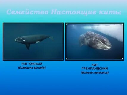Раза кит
