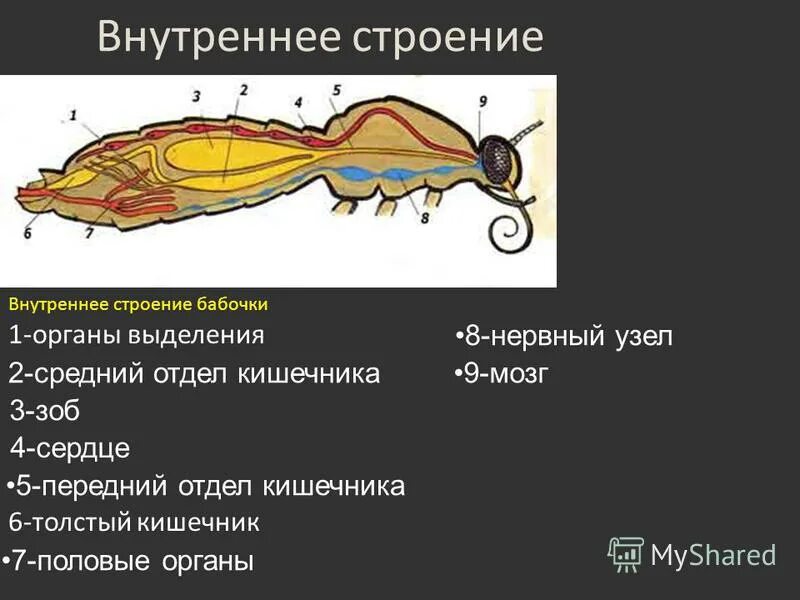 Строение моли. Строение бабочки внутренние органы. Внутреннее строение чешуекрылых. Внутреннее строение бабочки схема. Внешнее и внутреннее строение бабочки.