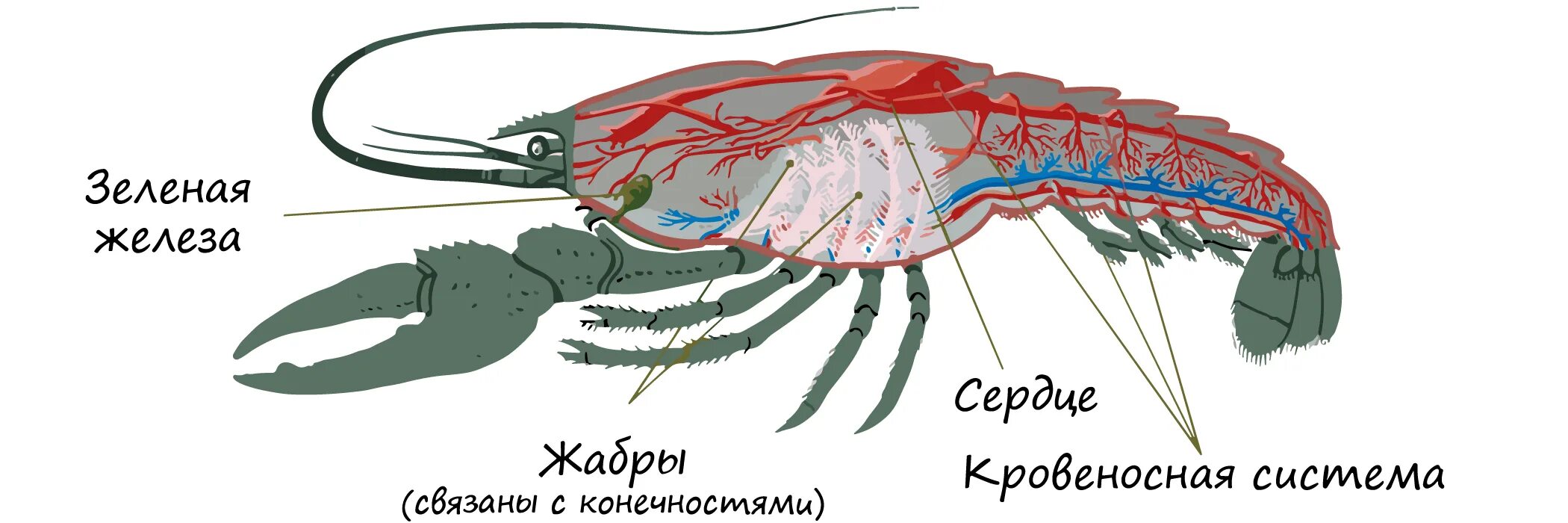 Какую функцию выполняют жабры у рака. Органы дыхания жабры у ракообразных. Дыхательная система членистоногих ракообразных. Дыхательная система жабры у членистоногих. Строение дыхательной системы ракообразных.