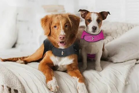 Dogs обзор