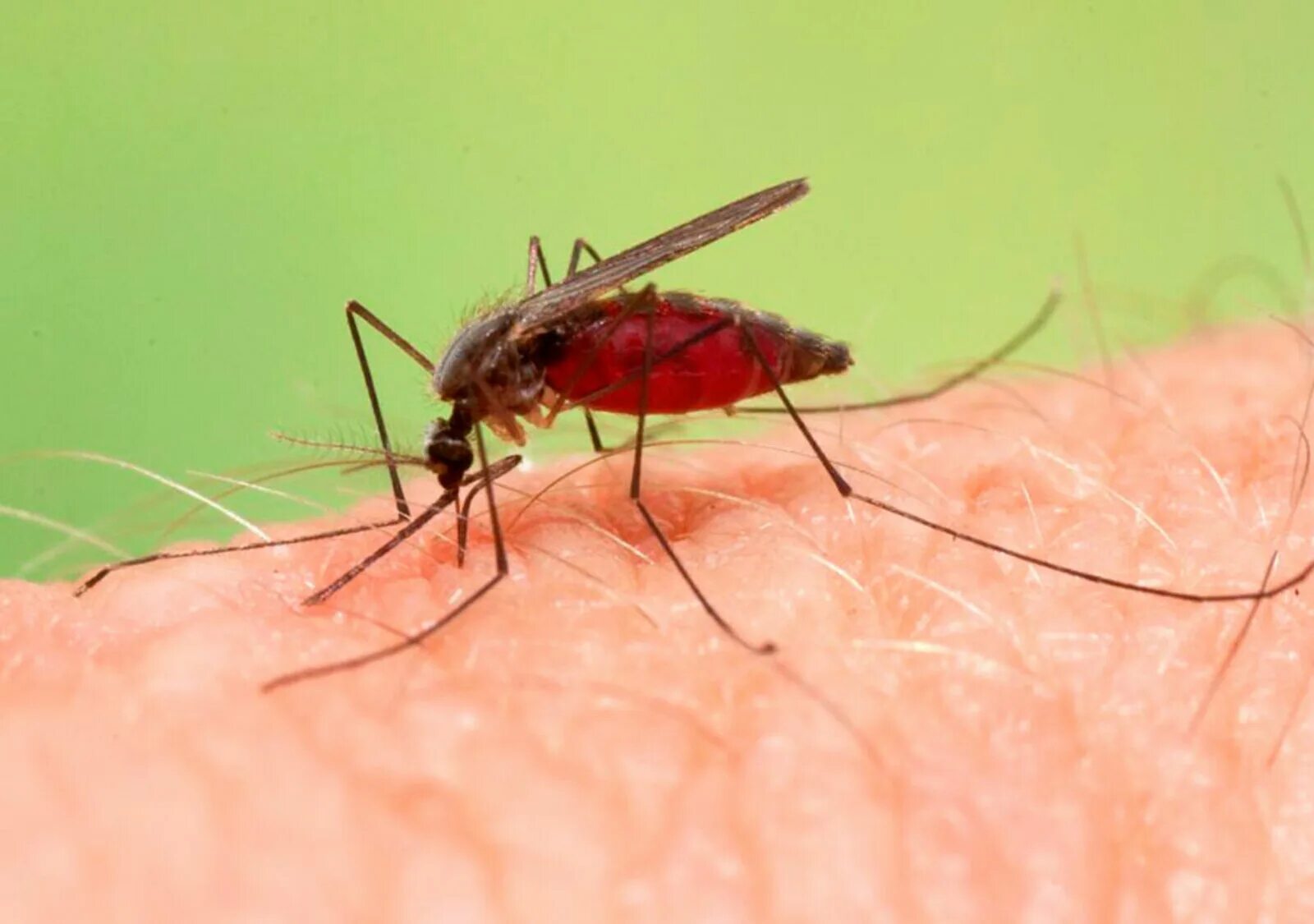Малярия укусы комаров. Малярийный комар анофелес. Малярийный Москит анофелес. Москиты и малярийные комары. Anopheles малярия.