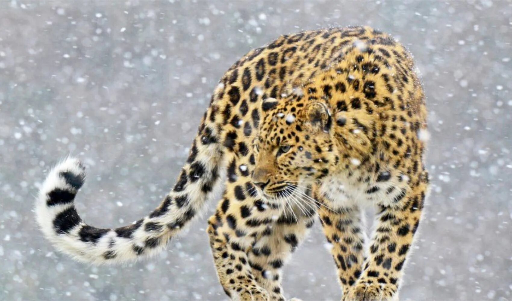 Дальневосточный леопард (амурский леопард). Составить из леопарда. Земля леопарда фотоловушки. Лео леопард. Дальневосточный леопард (амурский леопард).