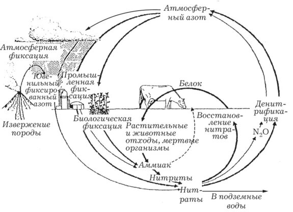 Круговорот азота в биосфере последовательность. Круговорот азота (по ф.Рамаду, 1981). Круговорот азота в природе. Круговорот атмосферного азота. Глобальный круговорот азота.