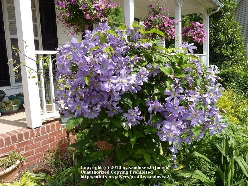 Клематис принц чарльз фото и описание сорта Клематис Принц Чарльз (Clematis Prince Charles) купить в Москве по низкой цене и
