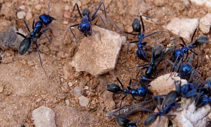 Где живут синие. Iridomyrmex lividus. Муравьи Iridomyrmex. Myrmecia brevinoda. Синий муравей.
