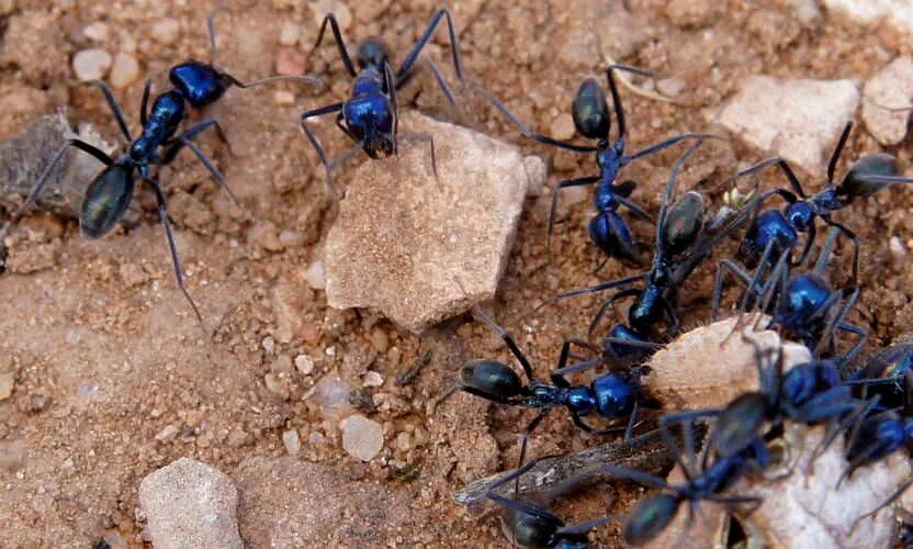 Синий муравей. Муравей биколор. Разноцветные муравьи. Blue ant. Iridomyrmex anceps.
