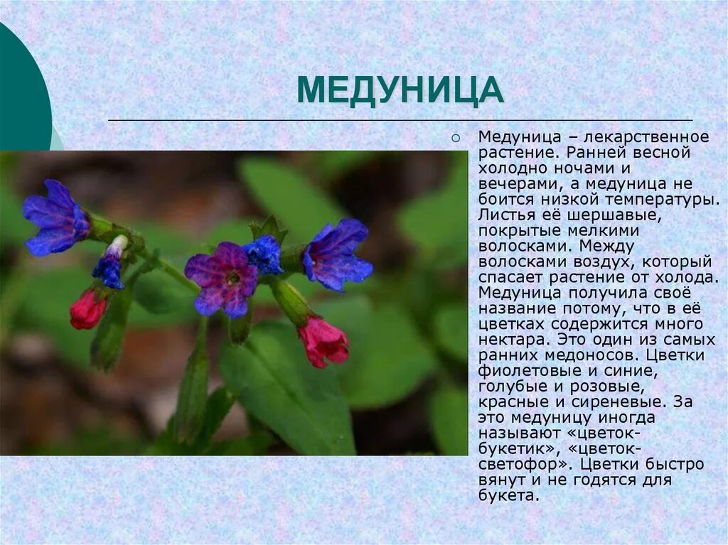 Медуница полезные свойства. Медуница и примула. Медуница растение. Первоцветы Медуница. Медуница описание растения.