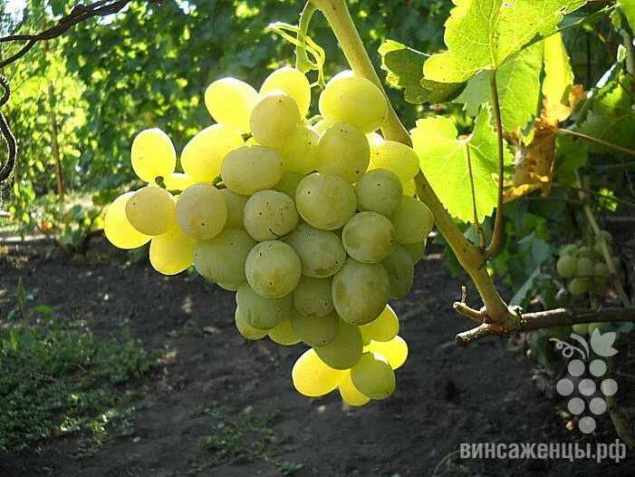 Сорт винограда эмир фото. Виноград сорт эмигрант. виноград эмигрант описание. виноград виталино. виноград эмигрант фото.