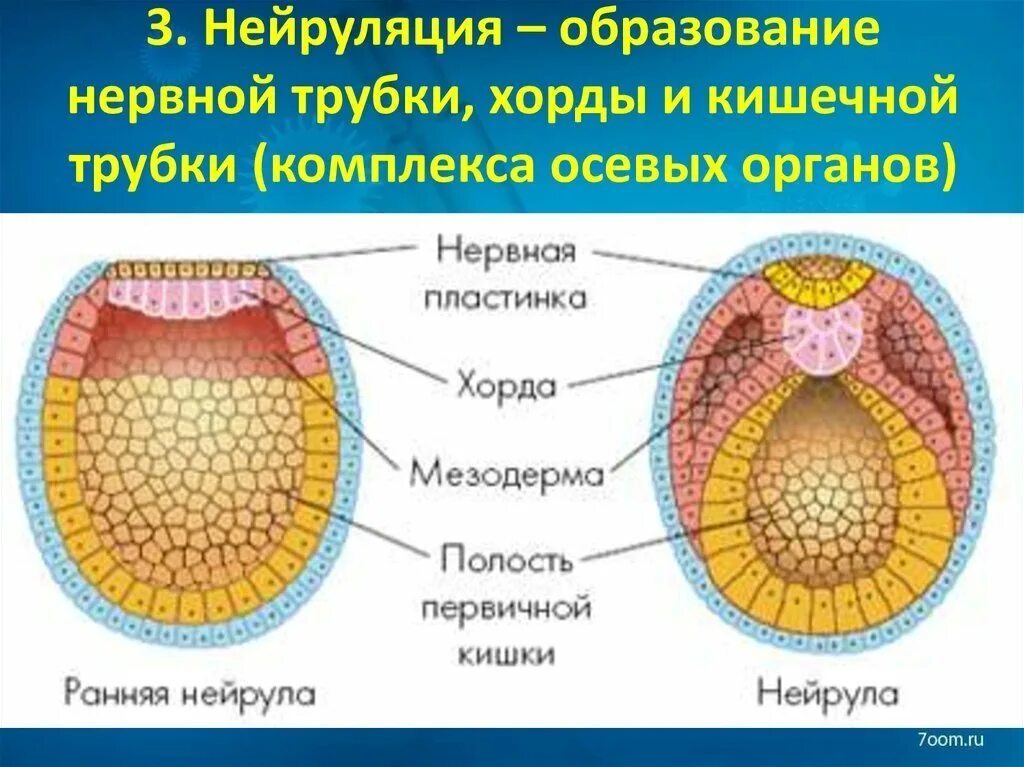 Строение ранней нейрулы. Ранняя и поздняя нейрула. Строение эмбриона нейрула. Зародышевый листок нервной трубки. Органогенез нейрула.