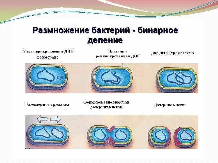 Размножение бактерий примеры. Способы размножения бактерий схема. Процесс размножения бактерий. Как размножаются бактерии схема. Способы размножения бактерий 5 класс.