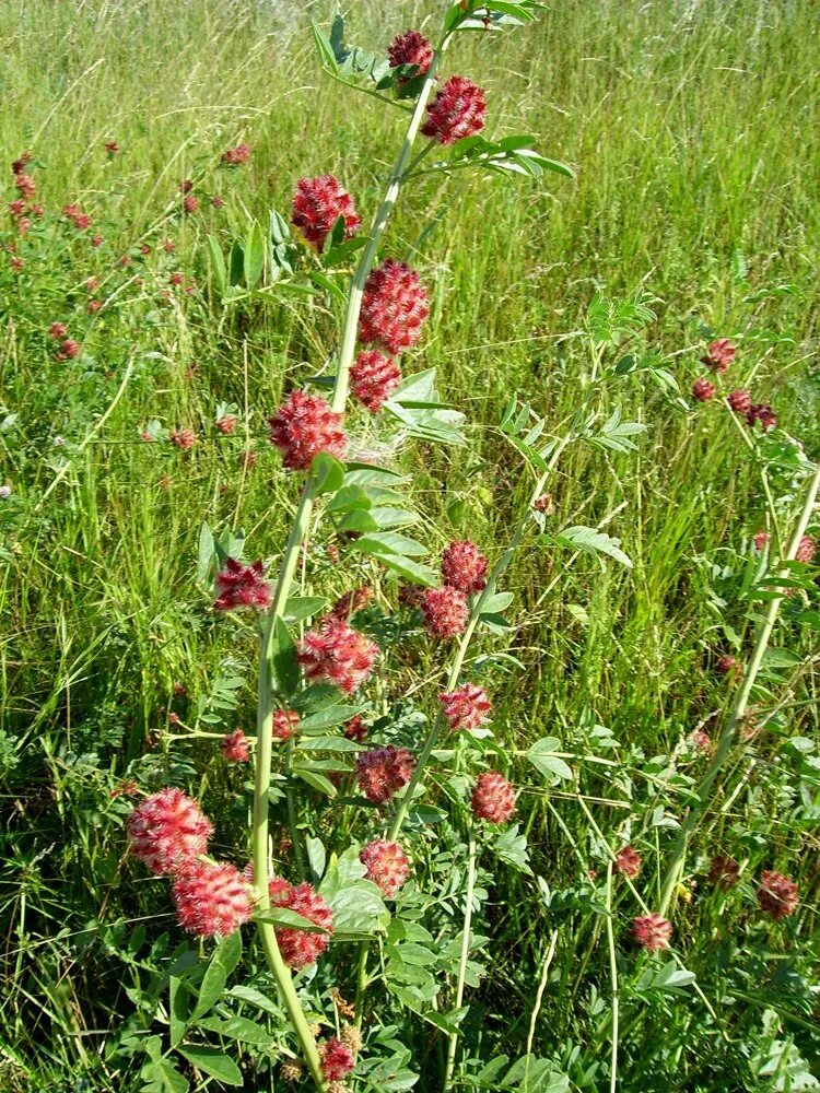 Glycyrrhiza echinata - Image of an specimen - Plantarium
