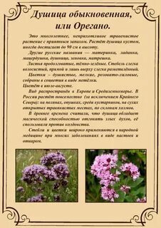 Душица противопоказания для женщин