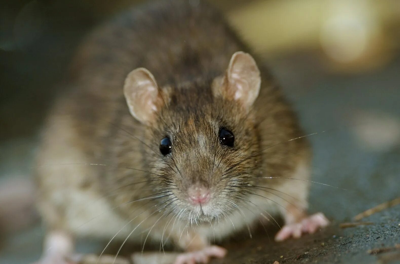 Агути дикая морская свинка. Apodemus uralensis. Коричневая мышь. Коричневая мышка. Серая крыса.