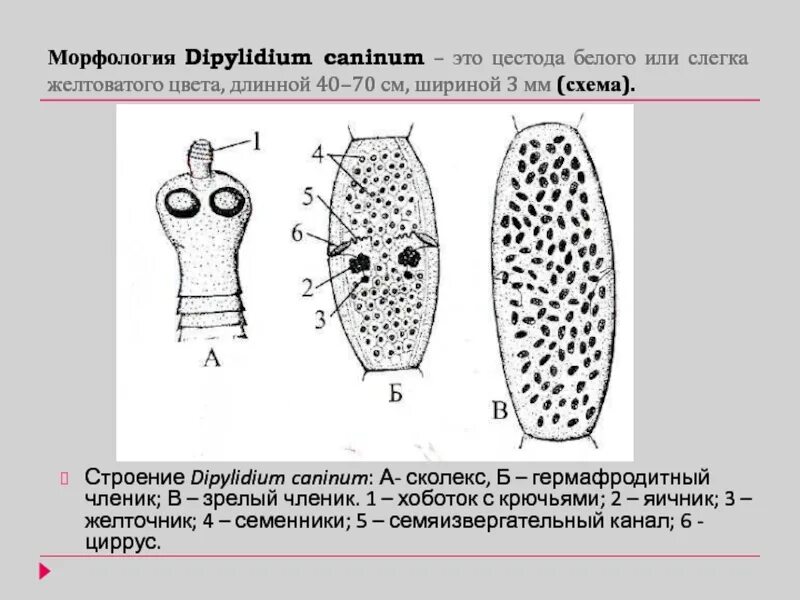 Dipylidium caninum. Тыквовидный цепень морфология. Строение тыквовидного цепня.